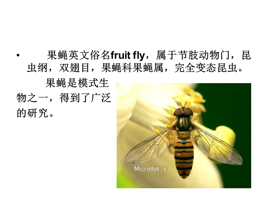 果蝇性状观察与雌雄鉴别.ppt_第2页