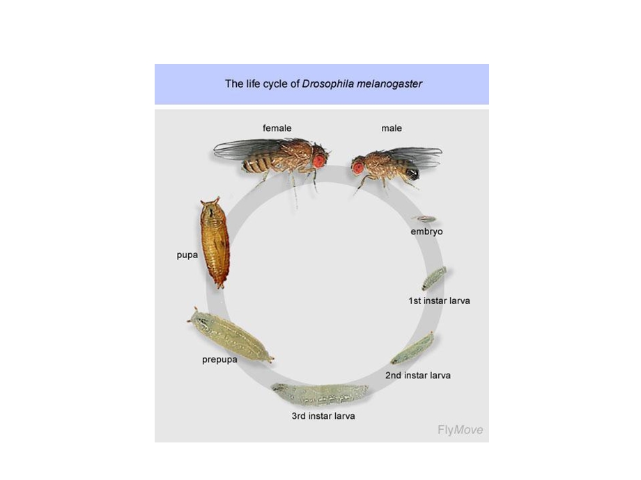 果蝇性状观察与雌雄鉴别.ppt_第3页