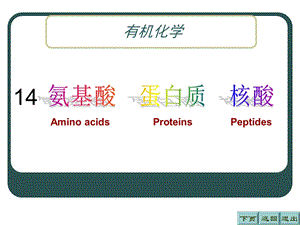 氨基酸蛋白质核酸.ppt