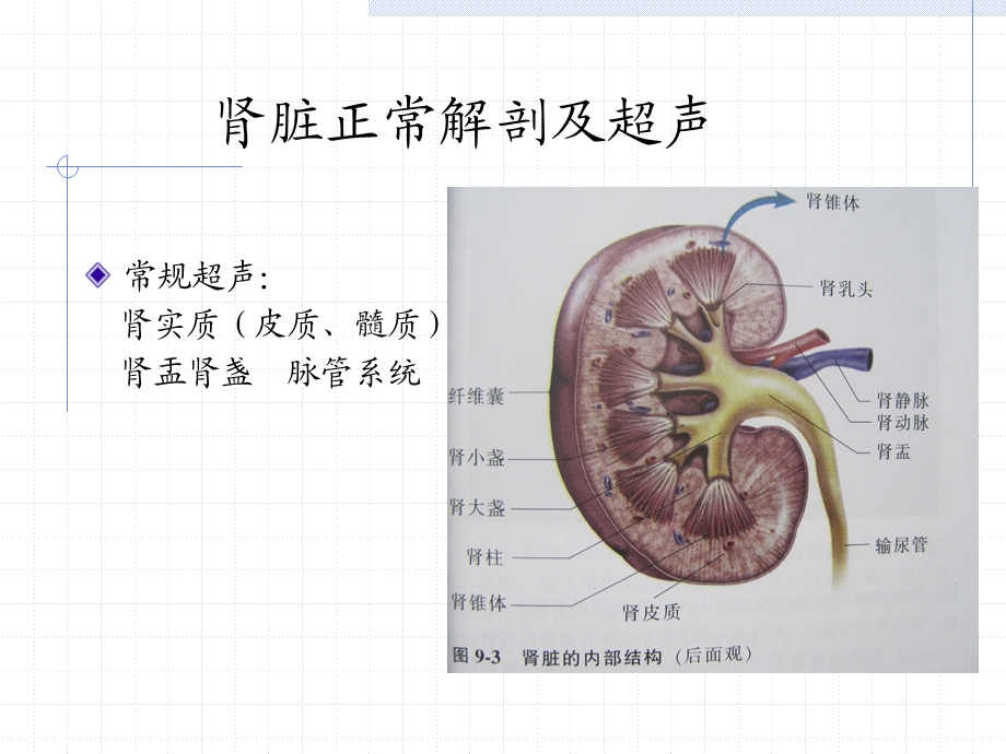 肾椎体正常及异常声像图.ppt_第2页