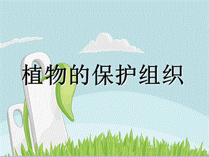 植物保护组织.ppt