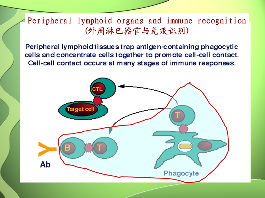 获得性细胞免疫应答.ppt_第3页