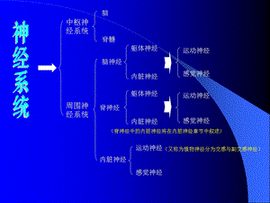 课题：神经系统(五) 一、脊神经的组成及分支 二、脑神经.ppt