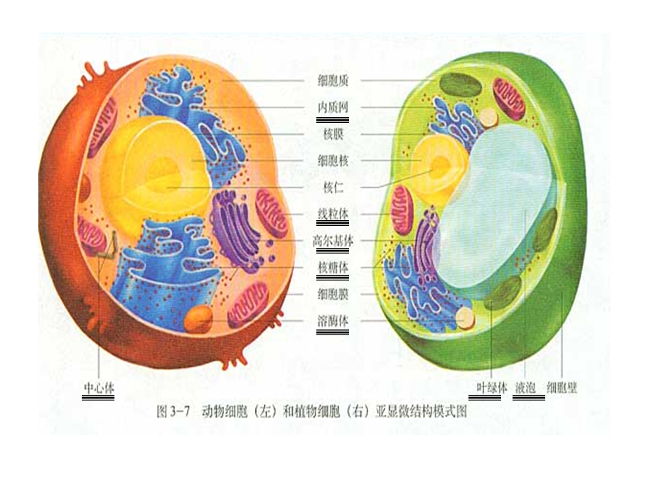 细胞器──系统内的分工合作.ppt_第3页