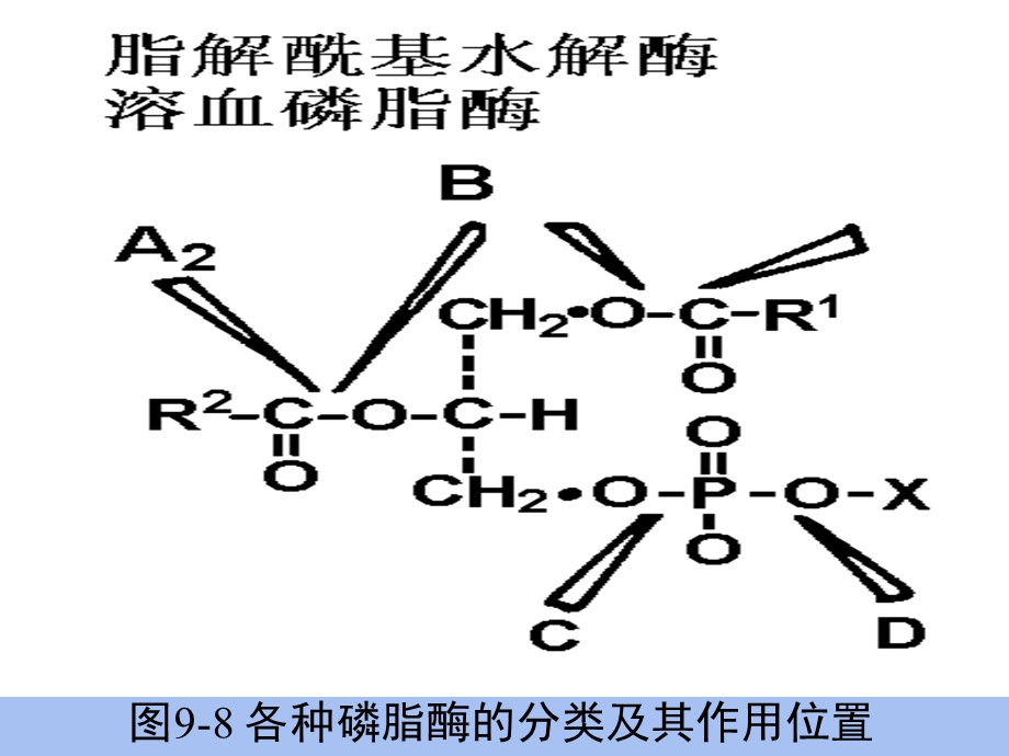 植物衰老与活性氧代谢.ppt_第3页