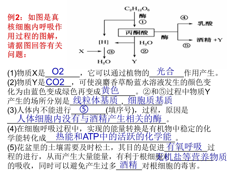 影响细胞呼吸作用的因素.ppt_第3页