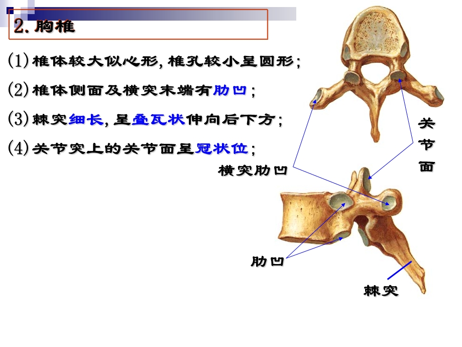 椎体较大似心形椎孔较小呈圆形.ppt_第1页