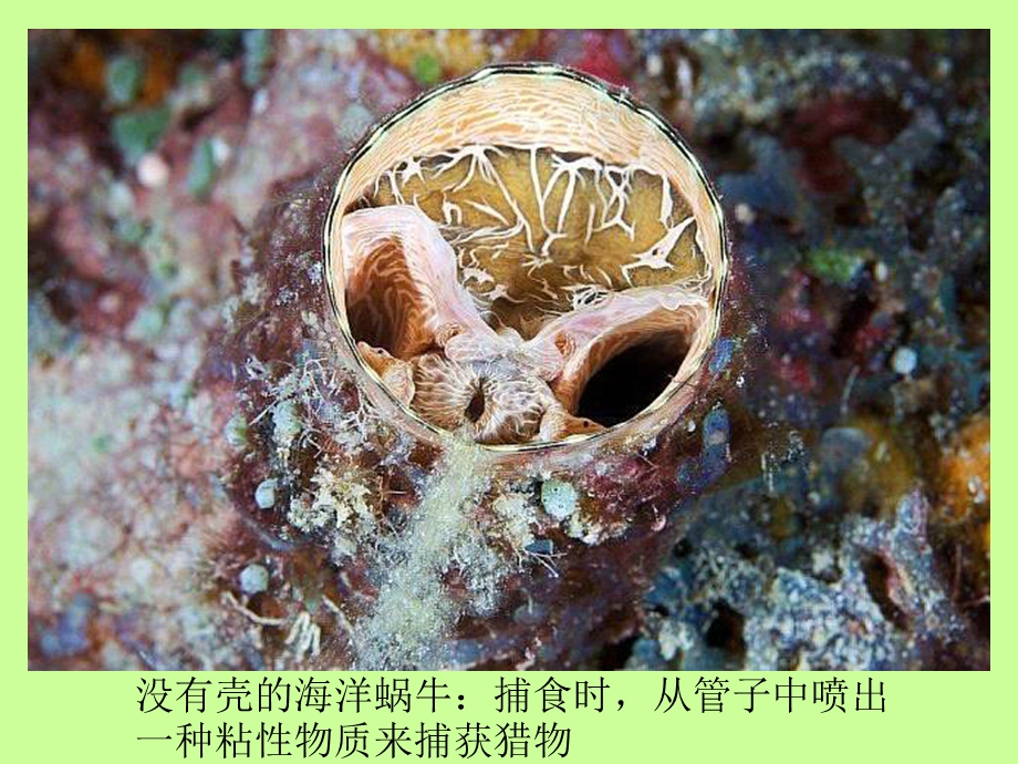 最美丽的海洋生物.ppt_第2页