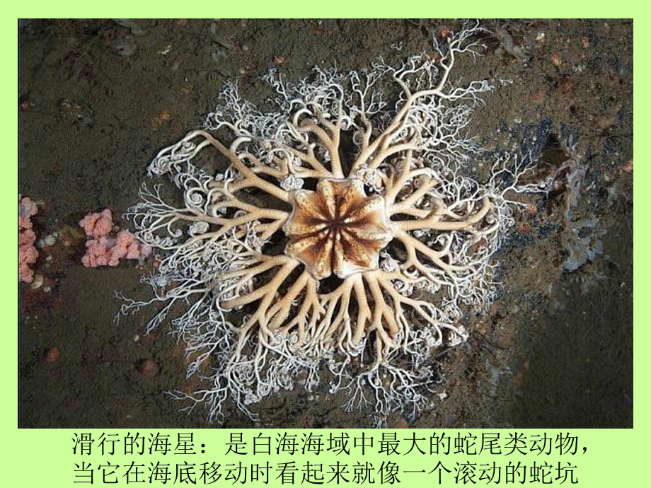 最美丽的海洋生物.ppt_第3页