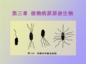 植物病原原核生物.ppt