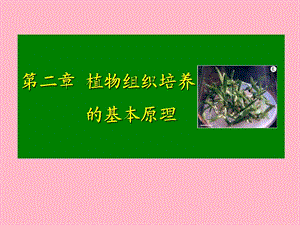 植物组织原理.ppt