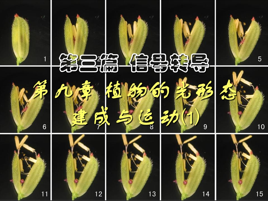 植物的光形态建成与运动.ppt_第1页