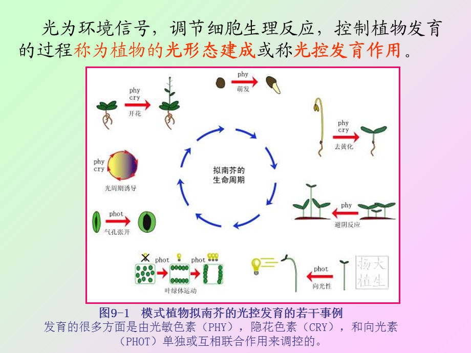 植物的光形态建成与运动.ppt_第2页