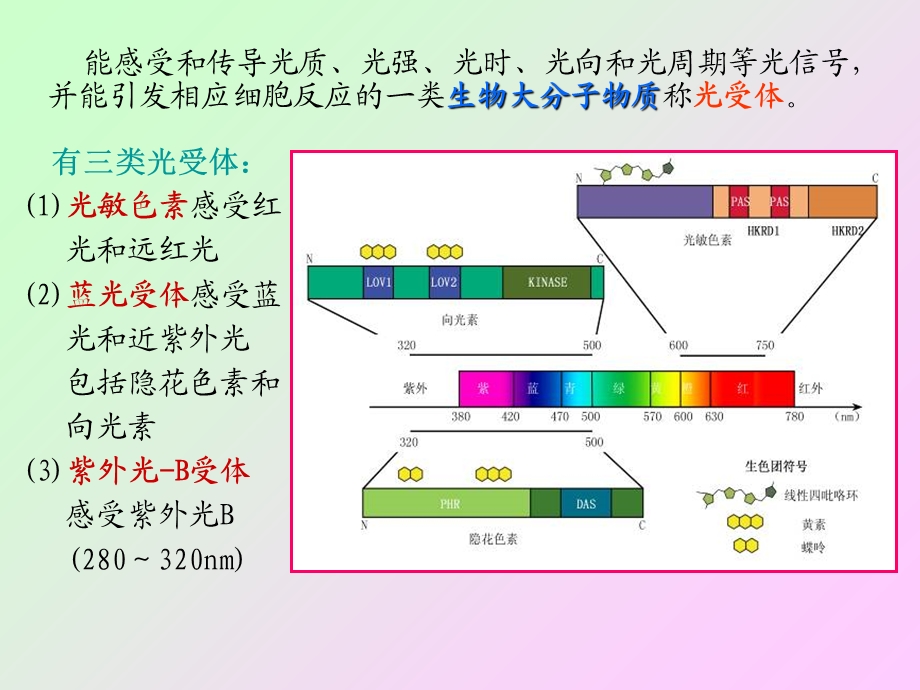 植物的光形态建成与运动.ppt_第3页