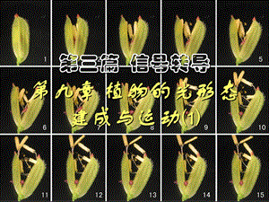 植物的光形态建成与运动.ppt