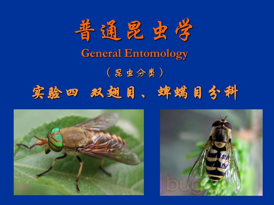 普通昆虫学-昆虫分类-双翅目、蜱螨目分科.ppt_第1页