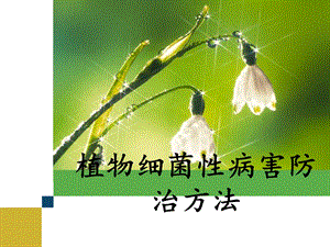 植物细菌性病害防治方法.ppt