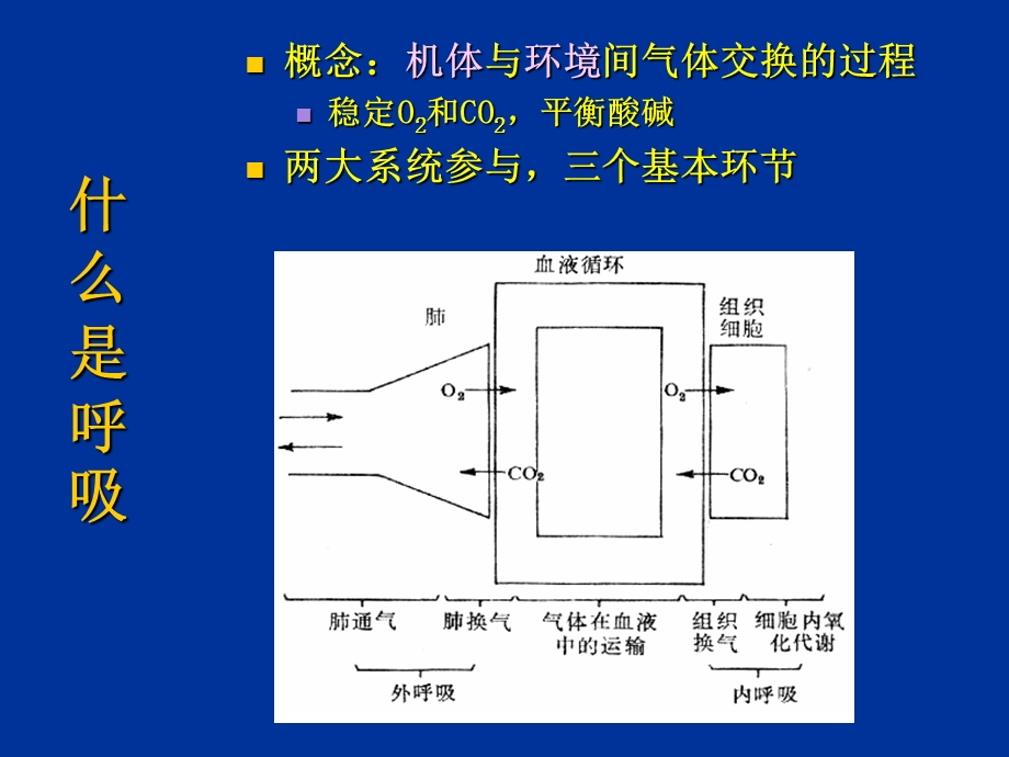 本科呼吸生理1.ppt_第2页