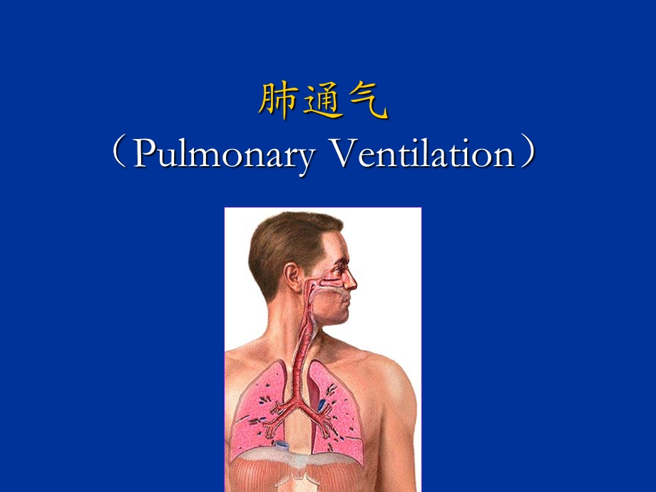 本科呼吸生理1.ppt_第3页