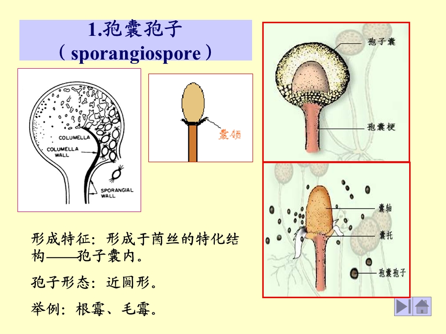 霉菌繁殖方式.ppt_第2页