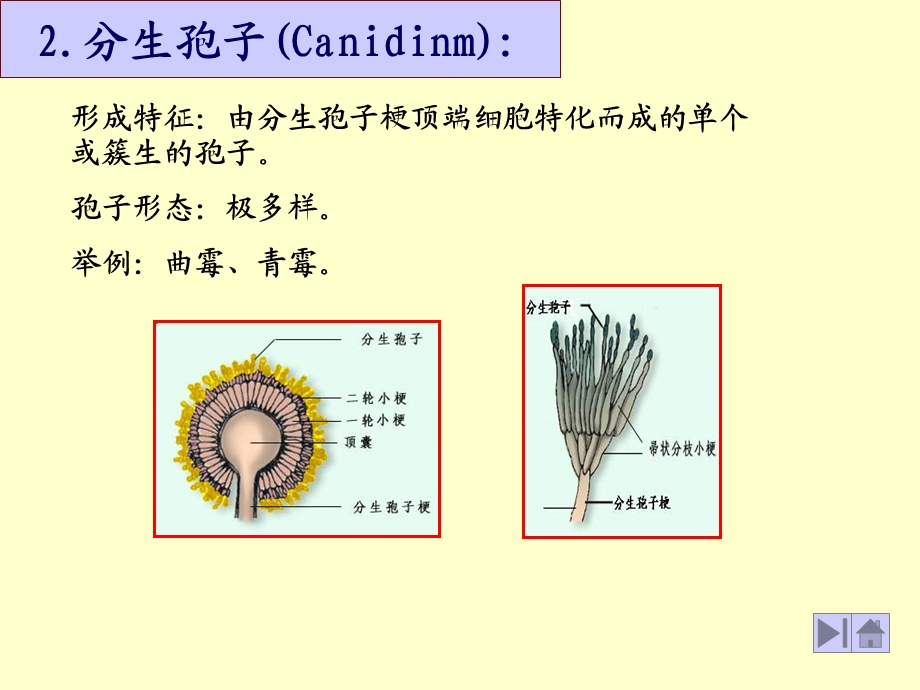 霉菌繁殖方式.ppt_第3页