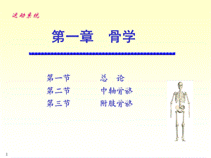 骨骼系统解剖学.ppt