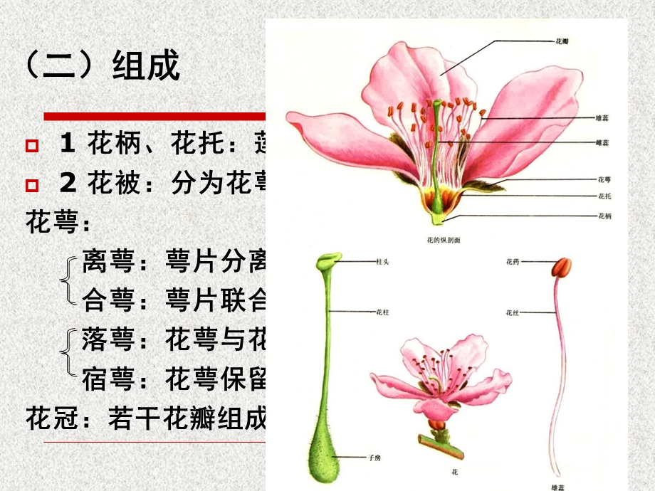 植物繁殖器官-花.ppt_第3页