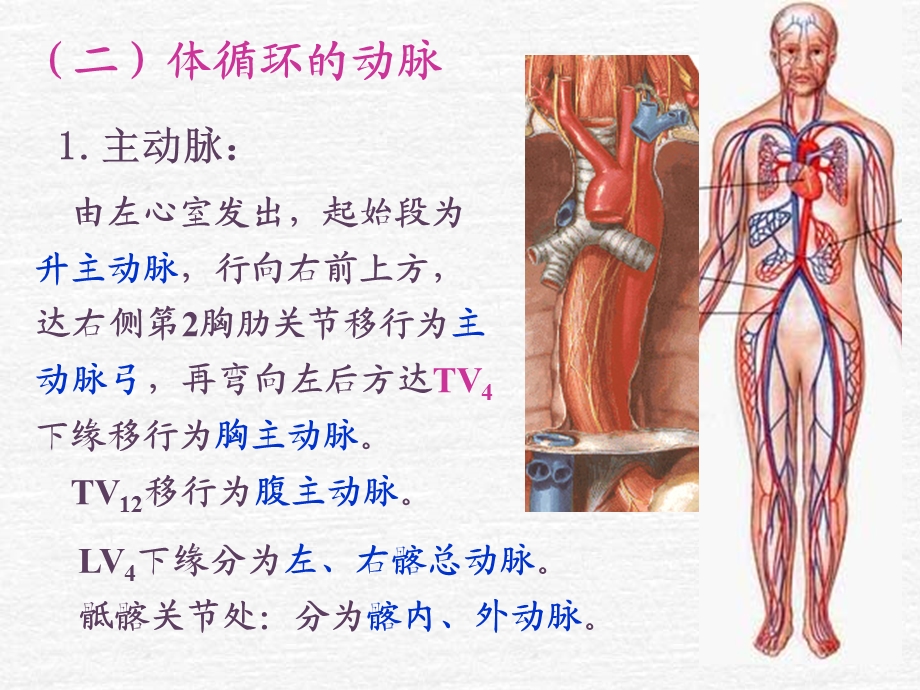 系统解剖学全身动脉.ppt_第3页