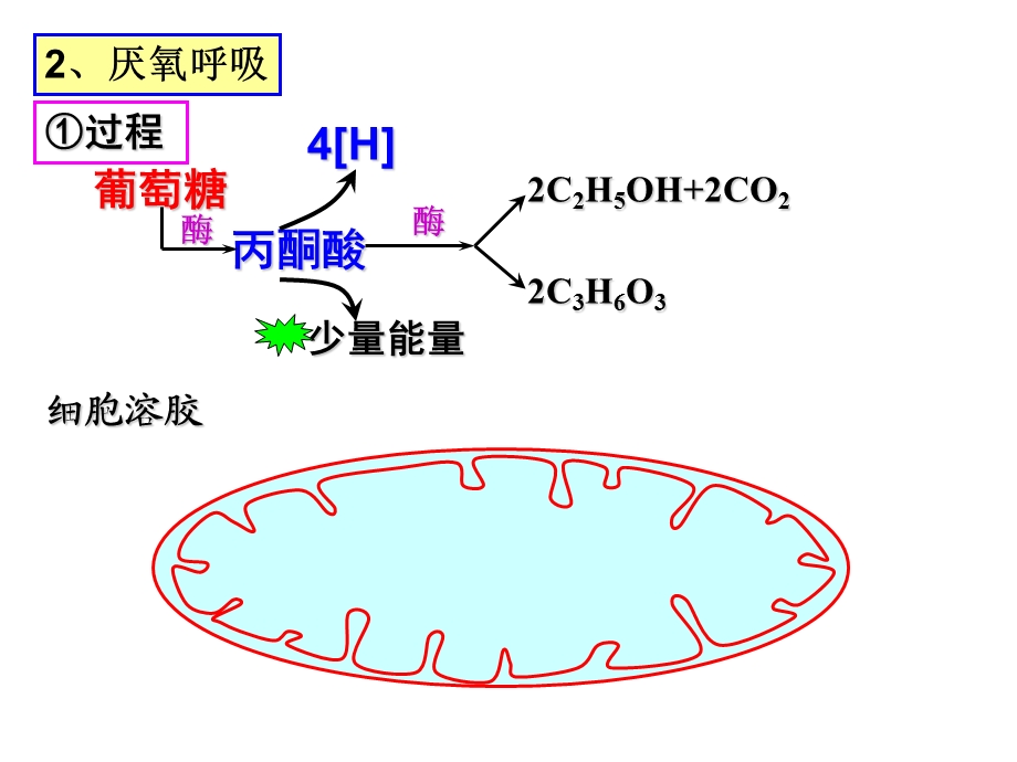 厌氧呼吸及影响因素.ppt_第2页