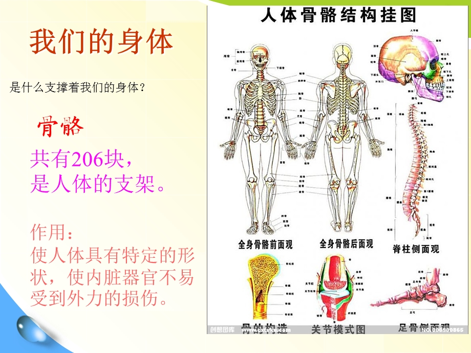 幼儿园大班-主题：我-我们的身体.ppt_第3页