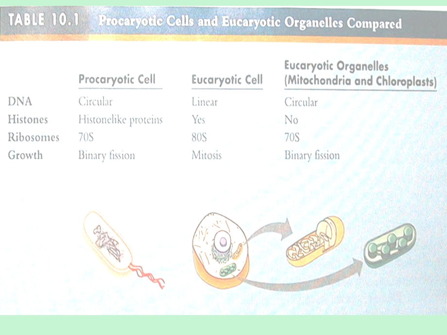 原核微生物形态结构.ppt_第3页