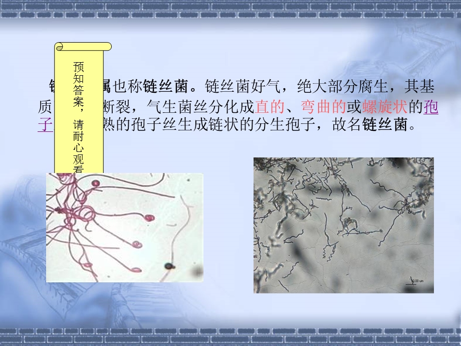 链霉菌及其主要抗生素.ppt_第3页