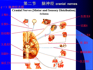 脑神经修改稿.ppt