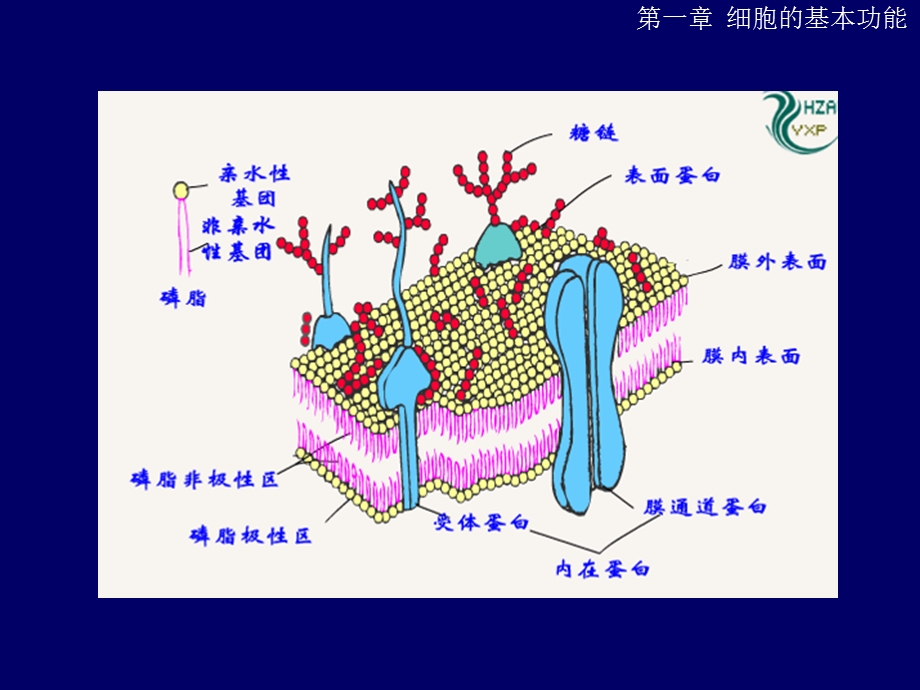 生理学第一章细胞的基本功能.ppt_第2页