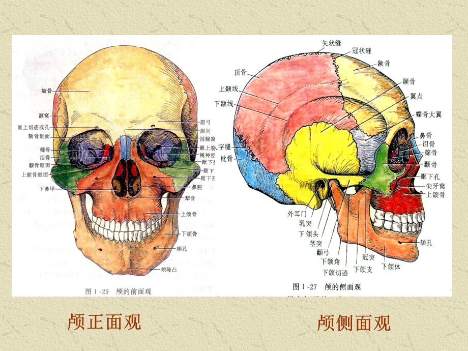 颅骨及整体观.ppt_第3页