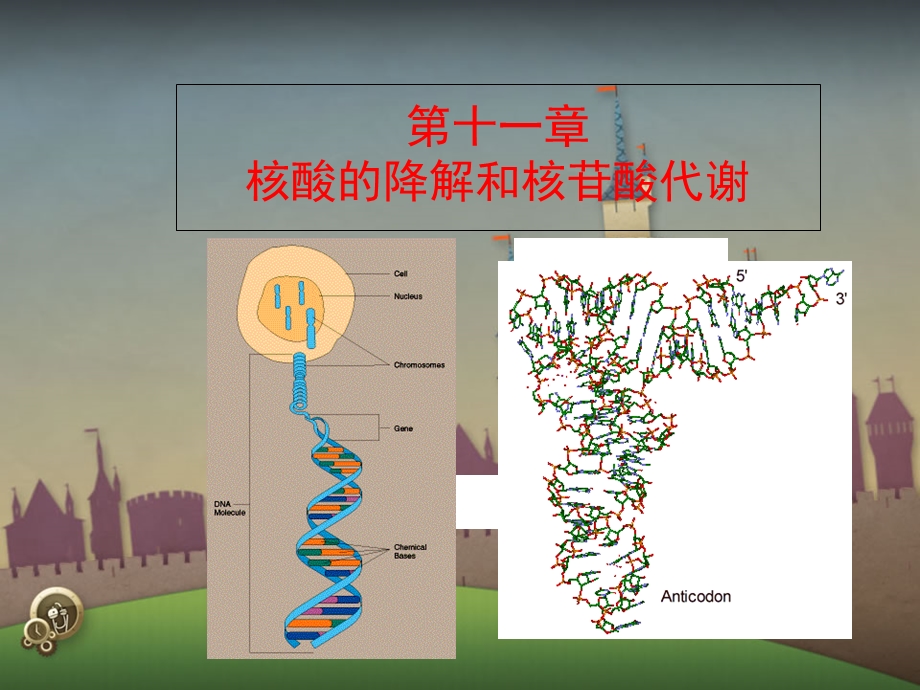 核酸的降解和核苷酸代谢.ppt_第1页