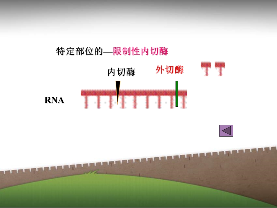 核酸的降解和核苷酸代谢.ppt_第3页