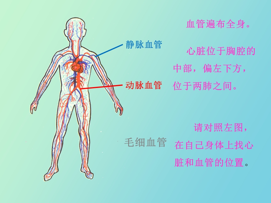 心脏和血管教学.ppt_第2页