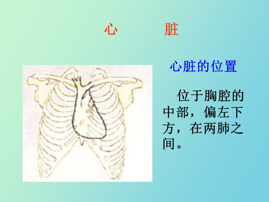 心脏和血管教学.ppt_第3页