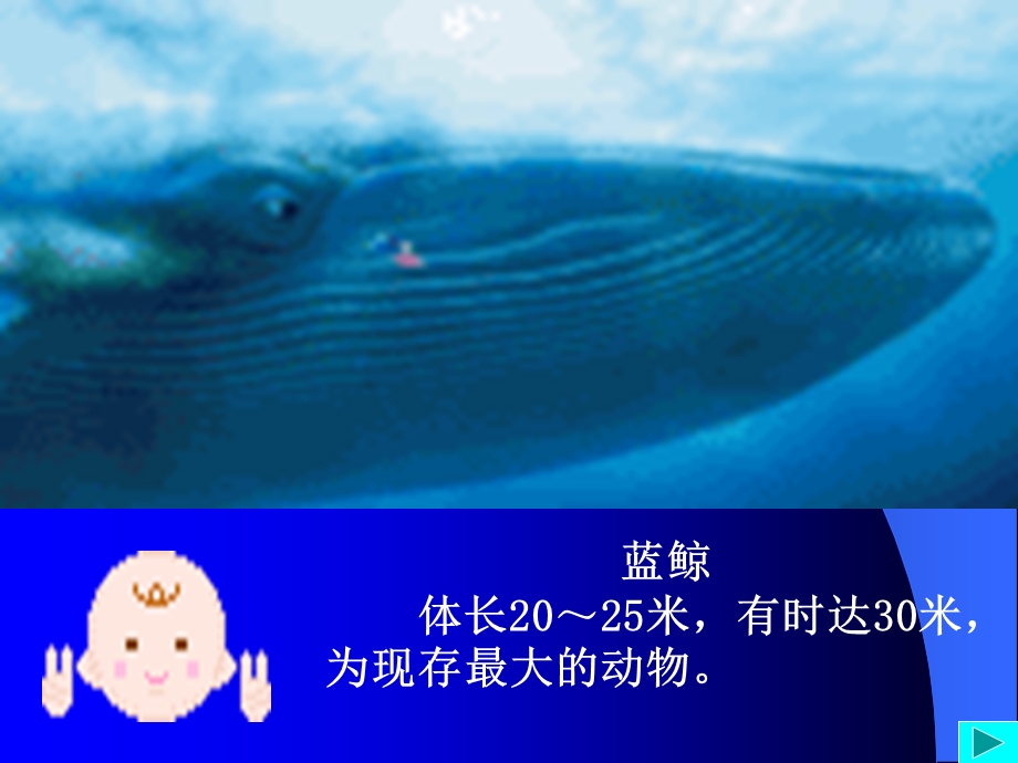 小班科学活动海洋动物.ppt_第3页