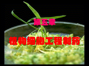 植物细胞制药.ppt