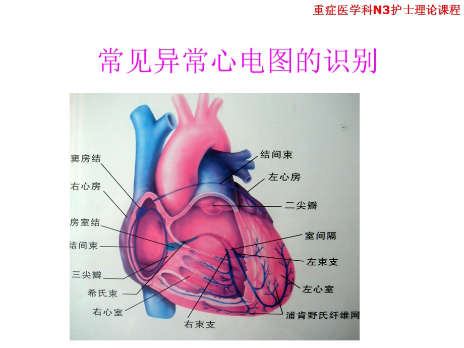 正常心电图及常见异常心电图的识别及处理.ppt_第2页