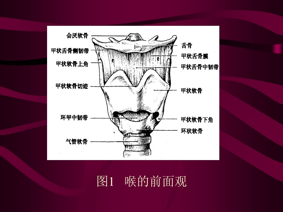 喉的应用解剖及生理.ppt_第3页