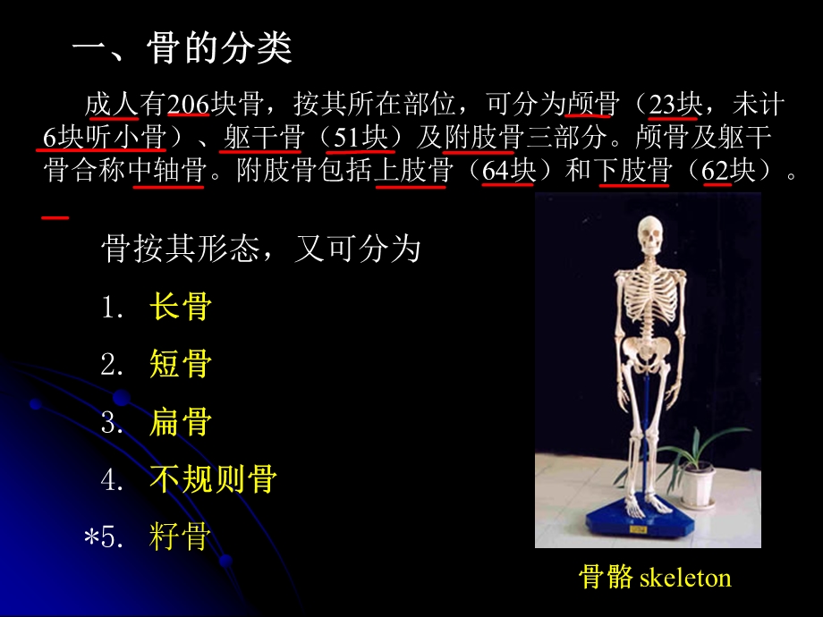 骨学与关节学总论ppt课件.ppt_第3页