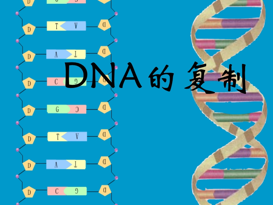 有关DNA分子复制的计算.ppt_第1页