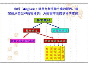 植物病原物的分类及鉴定.ppt