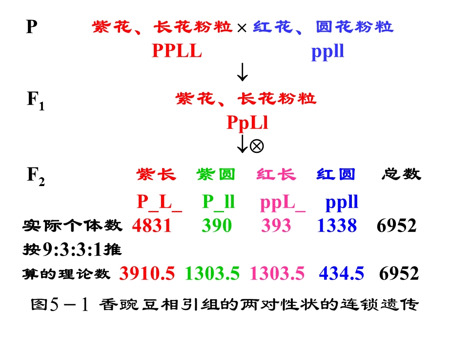 连锁遗传和性连锁.ppt_第3页