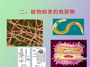 植物病害的病原物.ppt