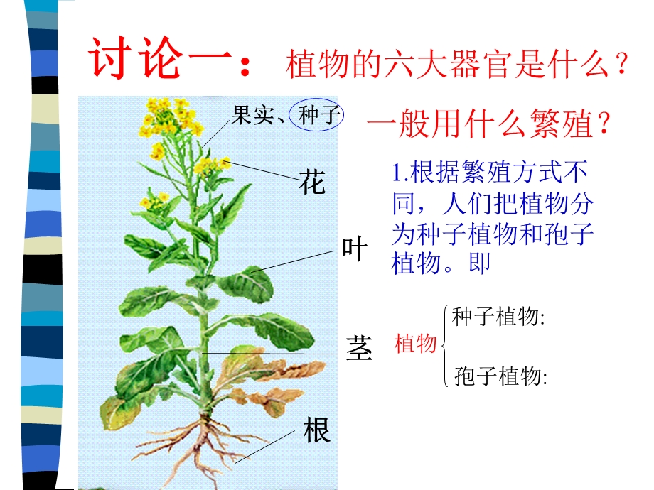 植物的主要类群.ppt_第2页