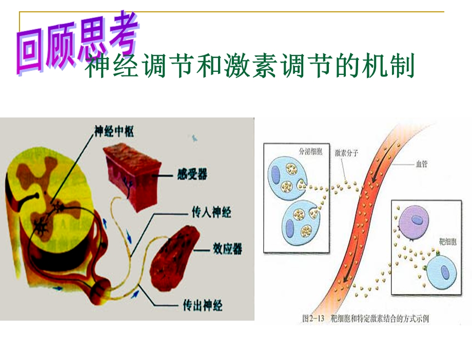 神经调节和激素调节的机制.ppt_第1页